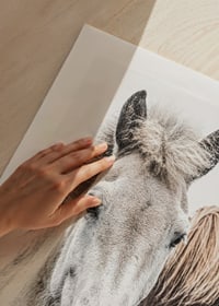 Close-up of white and brown horse against light background, photographic-9