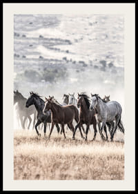 Fotografia divých koní pohybujúcich sa po suchom trávnatom poli-2