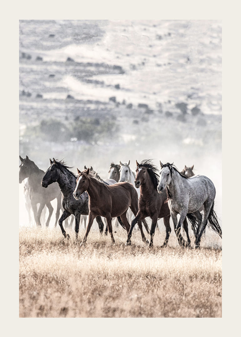 Fotografia divých koní pohybujúcich sa po suchom trávnatom poli-12