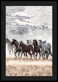 Photograph of wild horses moving across dry grass field-4