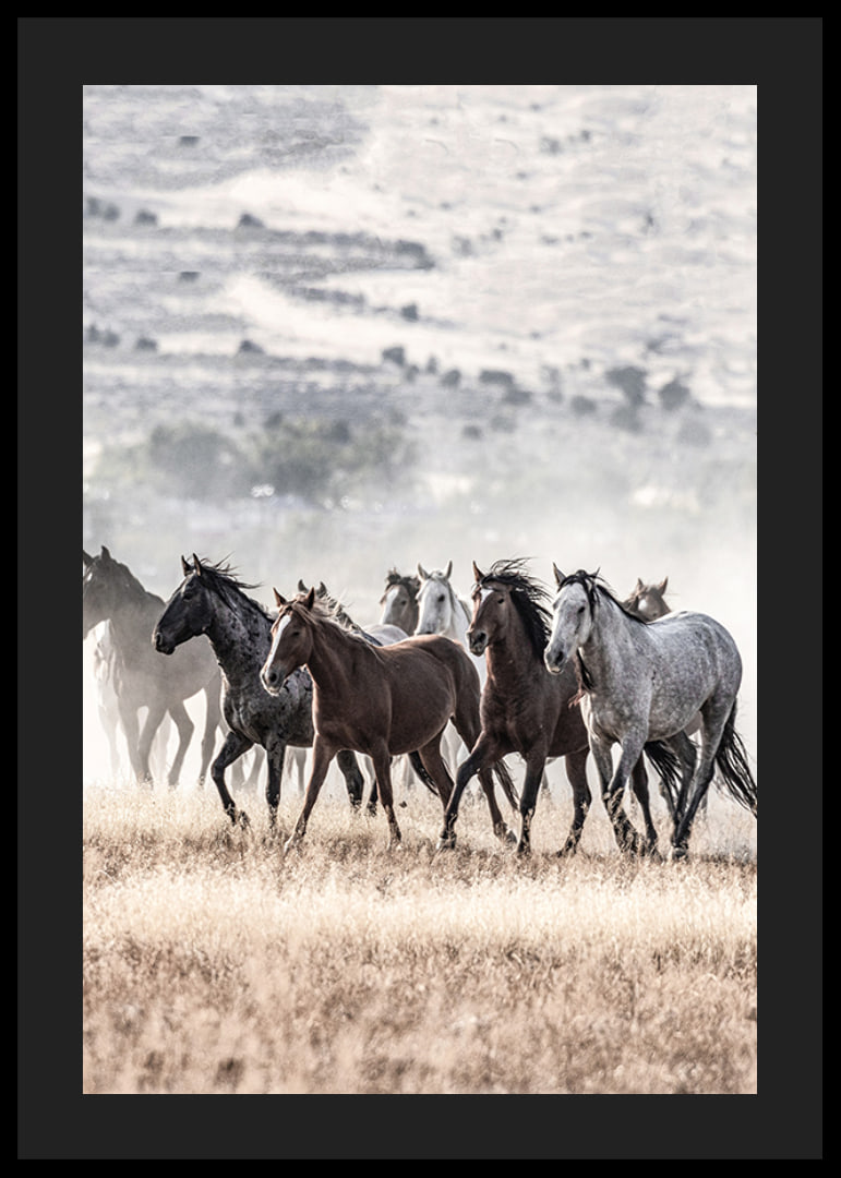 Photograph of wild horses moving across dry grass field-12