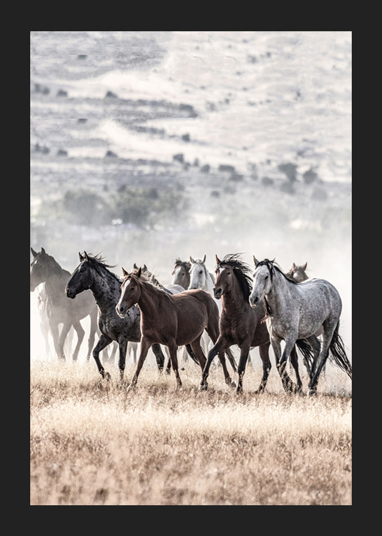 Photograph of wild horses moving across dry grass field-12