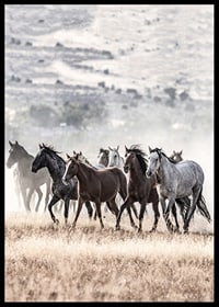 Photograph of wild horses moving across dry grass field-6