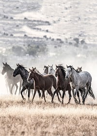 Photograph of wild horses moving across dry grass field-7
