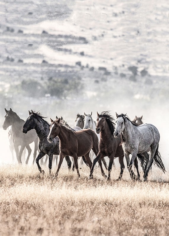 Photograph of wild horses moving across dry grass field-12