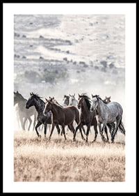 Photograph of wild horses moving across dry grass field-0