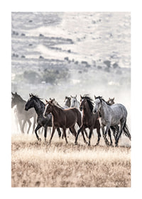 Photograph of wild horses moving across dry grass field-1