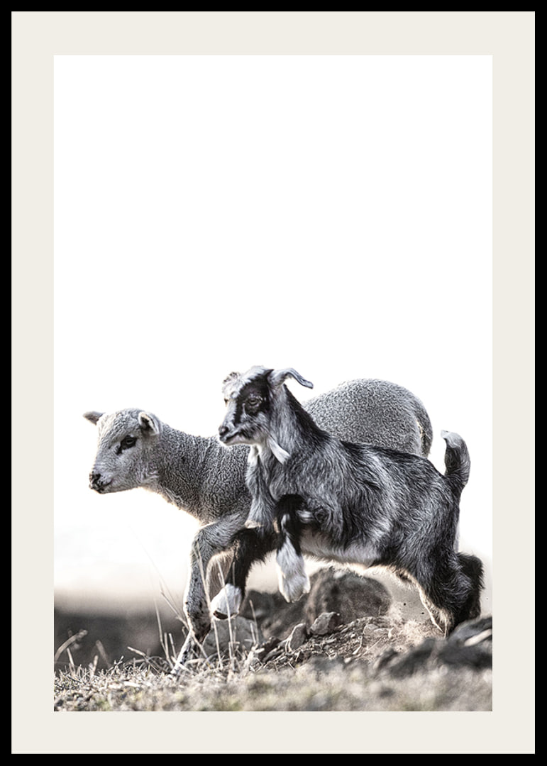 Photographic motif with kid and lamb outdoors in bright tones-12