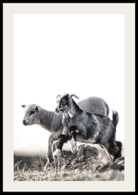 Fotografický motív s kozliatkom a jahňaťom vonku v jasných tónoch-2