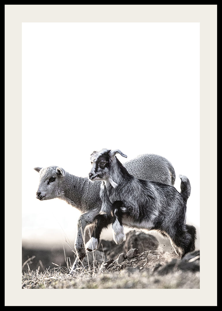 Fotografický motív s kozliatkom a jahňaťom vonku v jasných tónoch-12