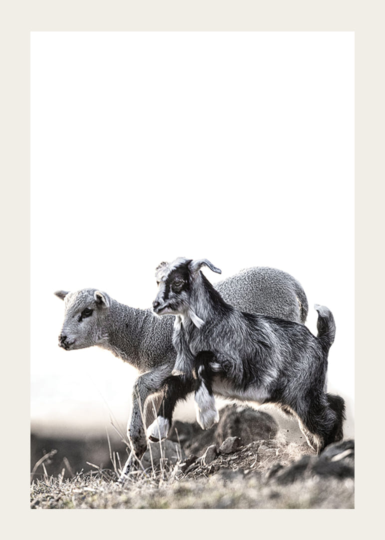 Fotografický motív s kozliatkom a jahňaťom vonku v jasných tónoch-12
