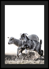 Photographic motif with kid and lamb outdoors in bright tones-4