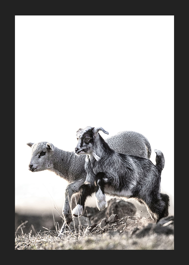 Photographic motif with kid and lamb outdoors in bright tones-12