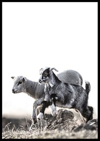 Photographic motif with kid and lamb outdoors in bright tones-6