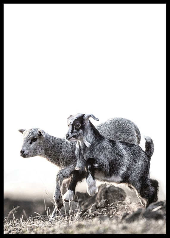 Photographic motif with kid and lamb outdoors in bright tones-12