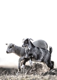 Photographic motif with kid and lamb outdoors in bright tones-7