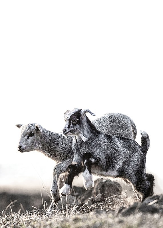 Photographic motif with kid and lamb outdoors in bright tones-12