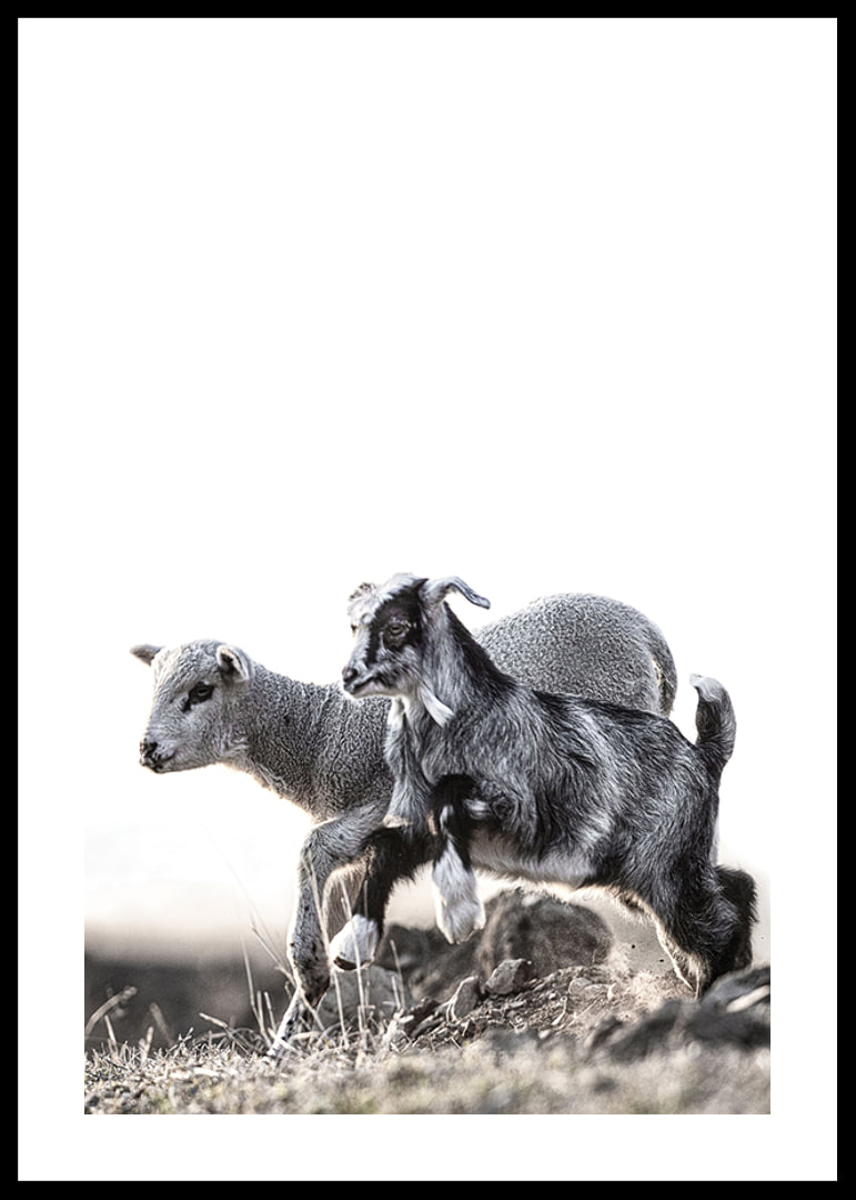 Photographic motif with kid and lamb outdoors in bright tones-12