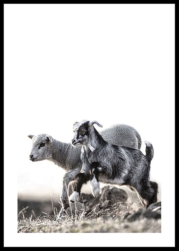 Kid And Lamb-12