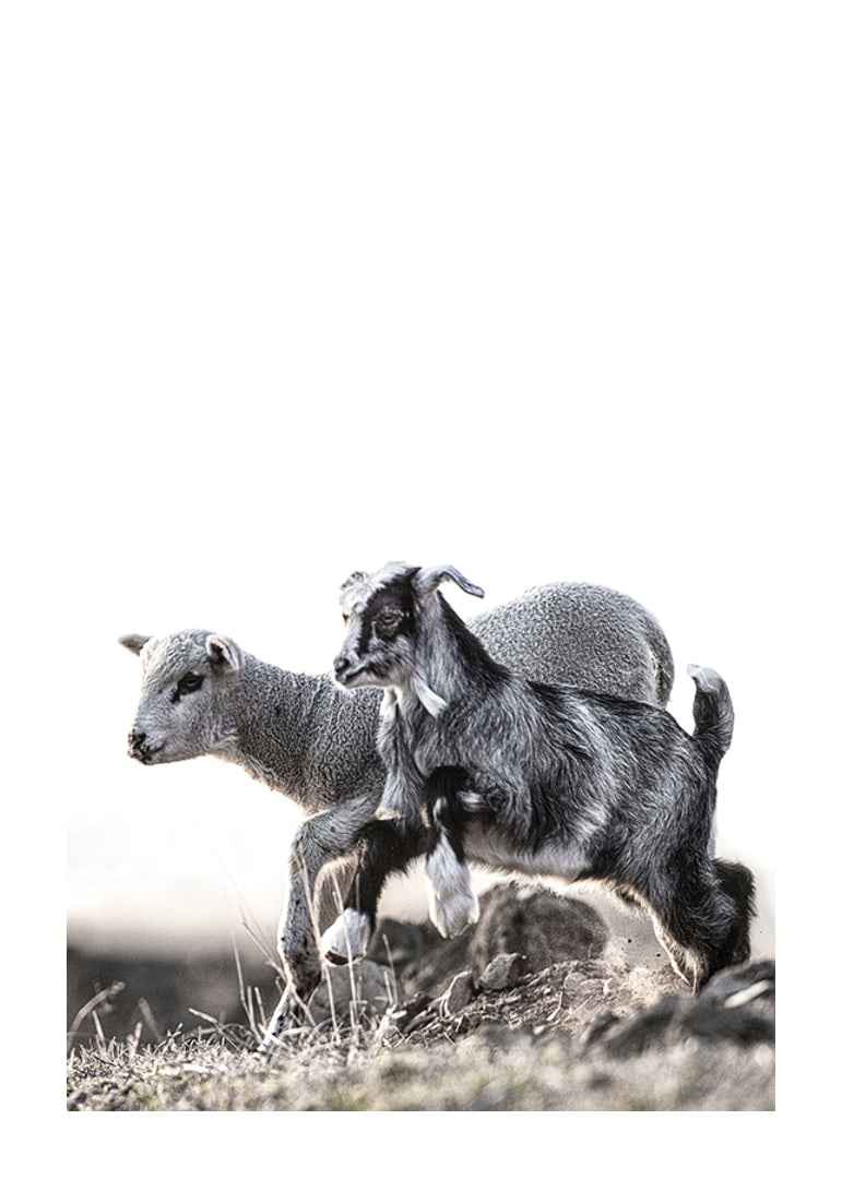Photographic motif with kid and lamb outdoors in bright tones-12