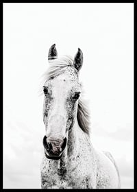 Close-up of white horse with light background, photographic style-6