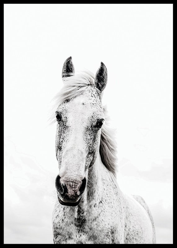 Close-up of white horse with light background, photographic style-12