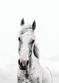 Close-up of white horse with light background, photographic style-7