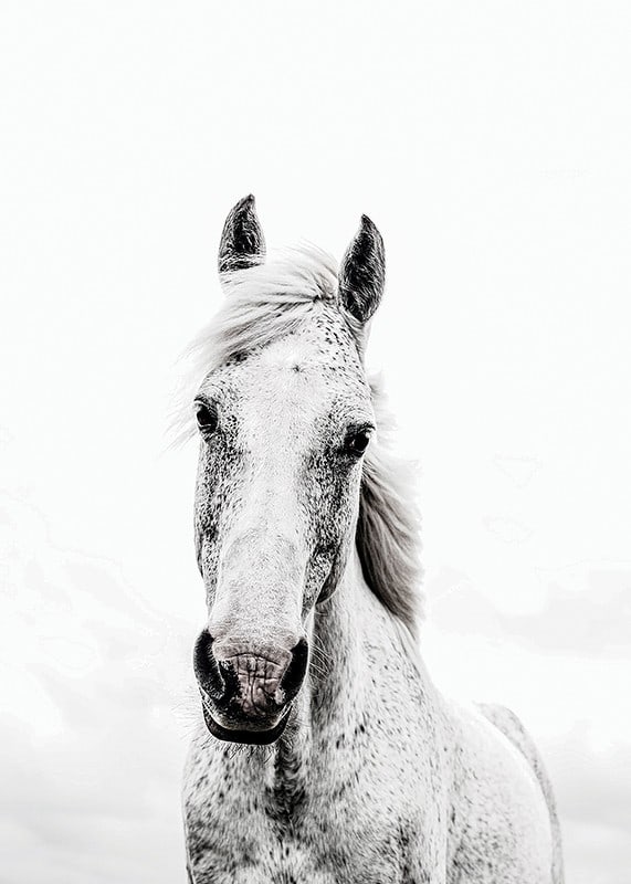 Close-up of white horse with light background, photographic style-12