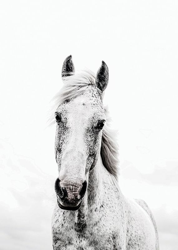 White Horse Up Close-12