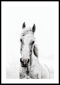 Close-up of white horse with light background, photographic style-0