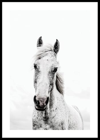 Plakat White Horse Up Close