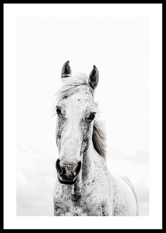 White Horse Up Close-12