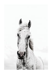 Close-up of white horse with light background, photographic style-1