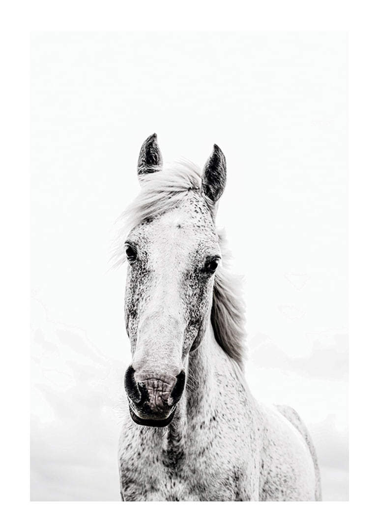 Close-up of white horse with light background, photographic style-12