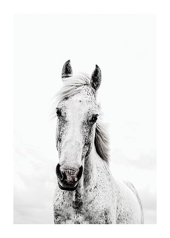 Plakat White Horse Up Close