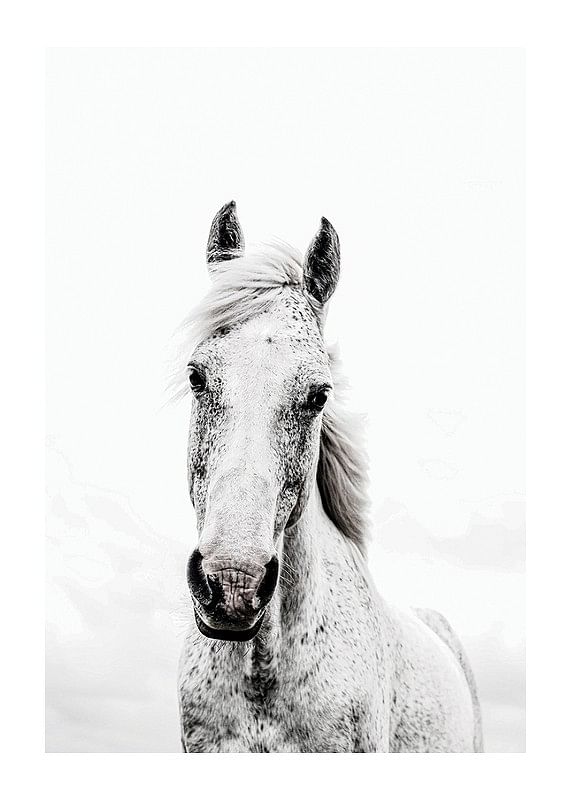 White Horse Up Close-12