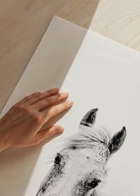 Close-up of white horse with light background, photographic style-9