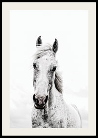 Close-up of white horse with light background, photographic style-2