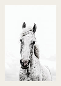 Close-up of white horse with light background, photographic style-3