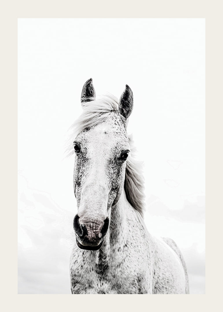 Close-up of white horse with light background, photographic style-12