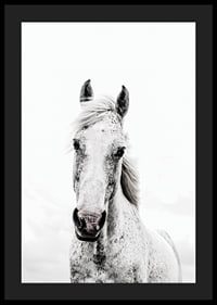 Close-up of white horse with light background, photographic style-4