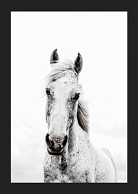 Close-up of white horse with light background, photographic style-5