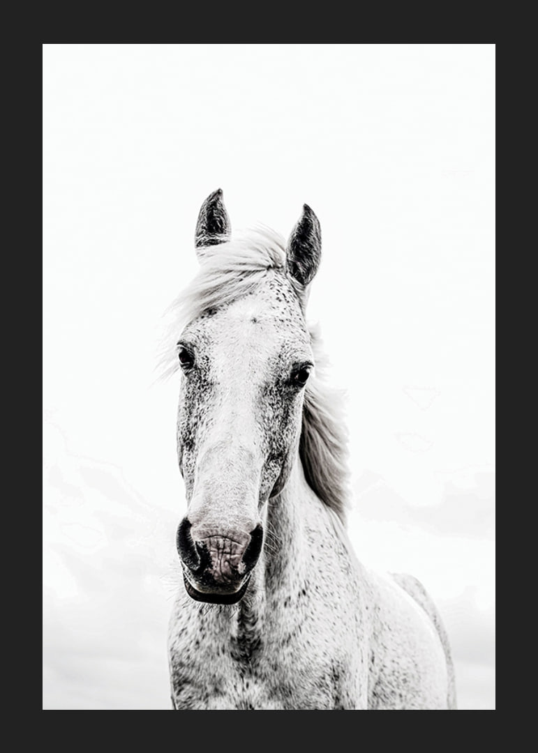 Close-up of white horse with light background, photographic style-12