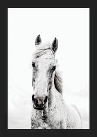Nærbilde av hvit hest med lys bakgrunn, fotografisk stil-5