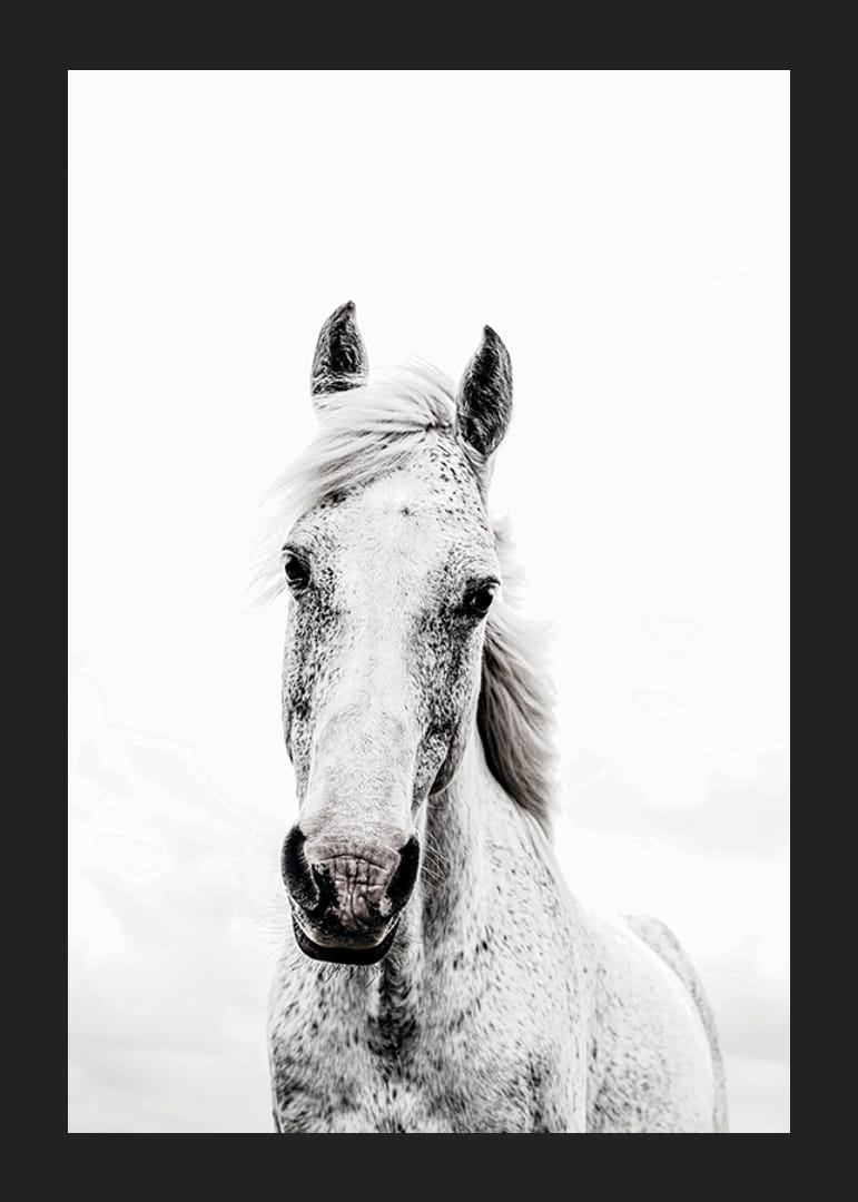 Nærbilde av hvit hest med lys bakgrunn, fotografisk stil-12