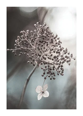 Poster One Blossom