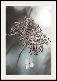 Close-up van een gedroogde bloemtros en een enkele heldere bloem, doffe achtergrond-2