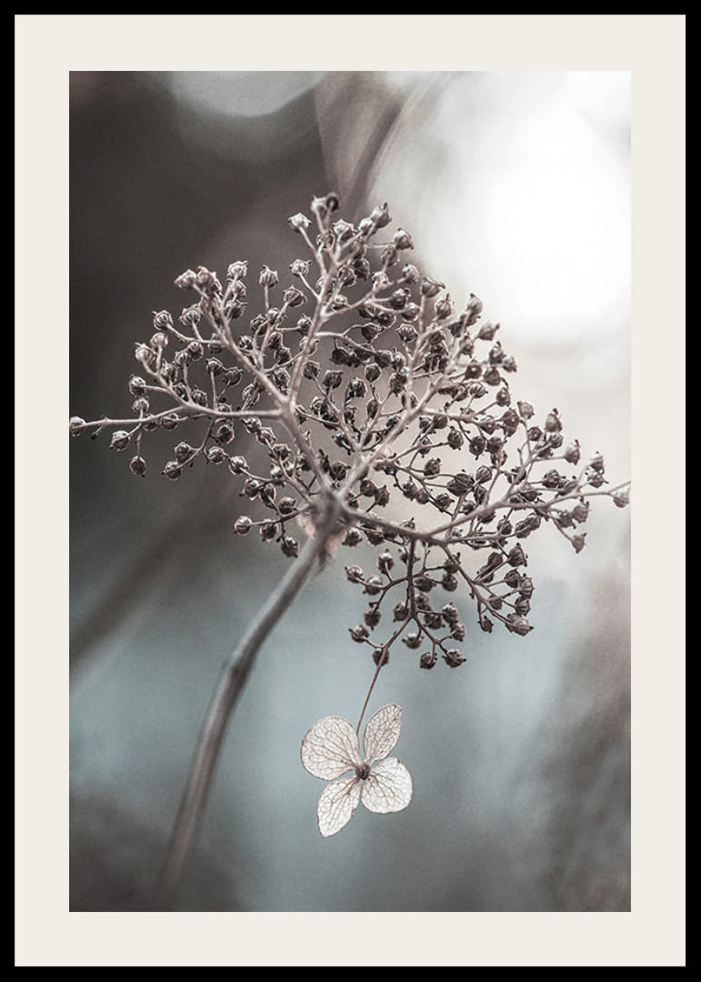 Close-up van een gedroogde bloemtros en een enkele heldere bloem, doffe achtergrond-12