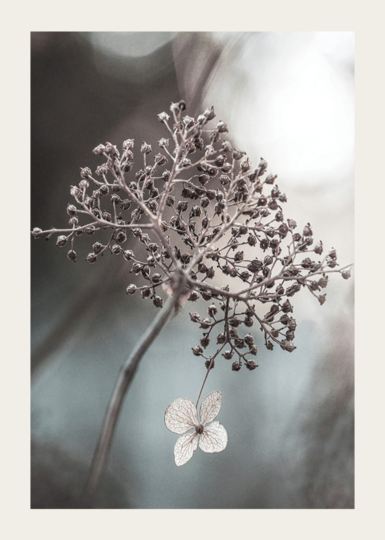Close-up van een gedroogde bloemtros en een enkele heldere bloem, doffe achtergrond-12