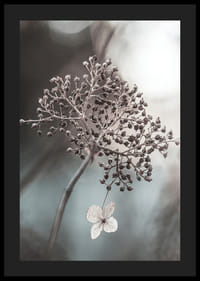 Close-up van een gedroogde bloemtros en een enkele heldere bloem, doffe achtergrond-4